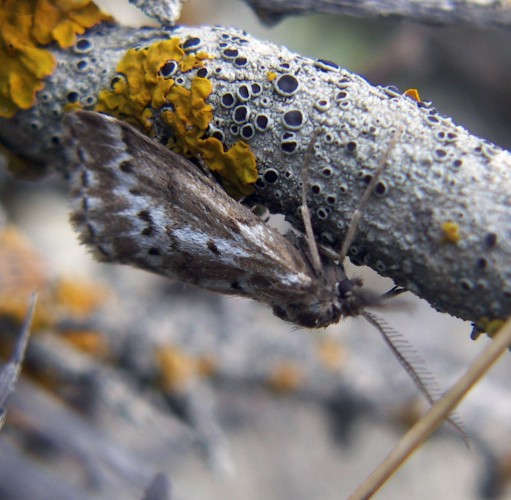 Spagna: La regione  de Monegros, paradiso entomologico